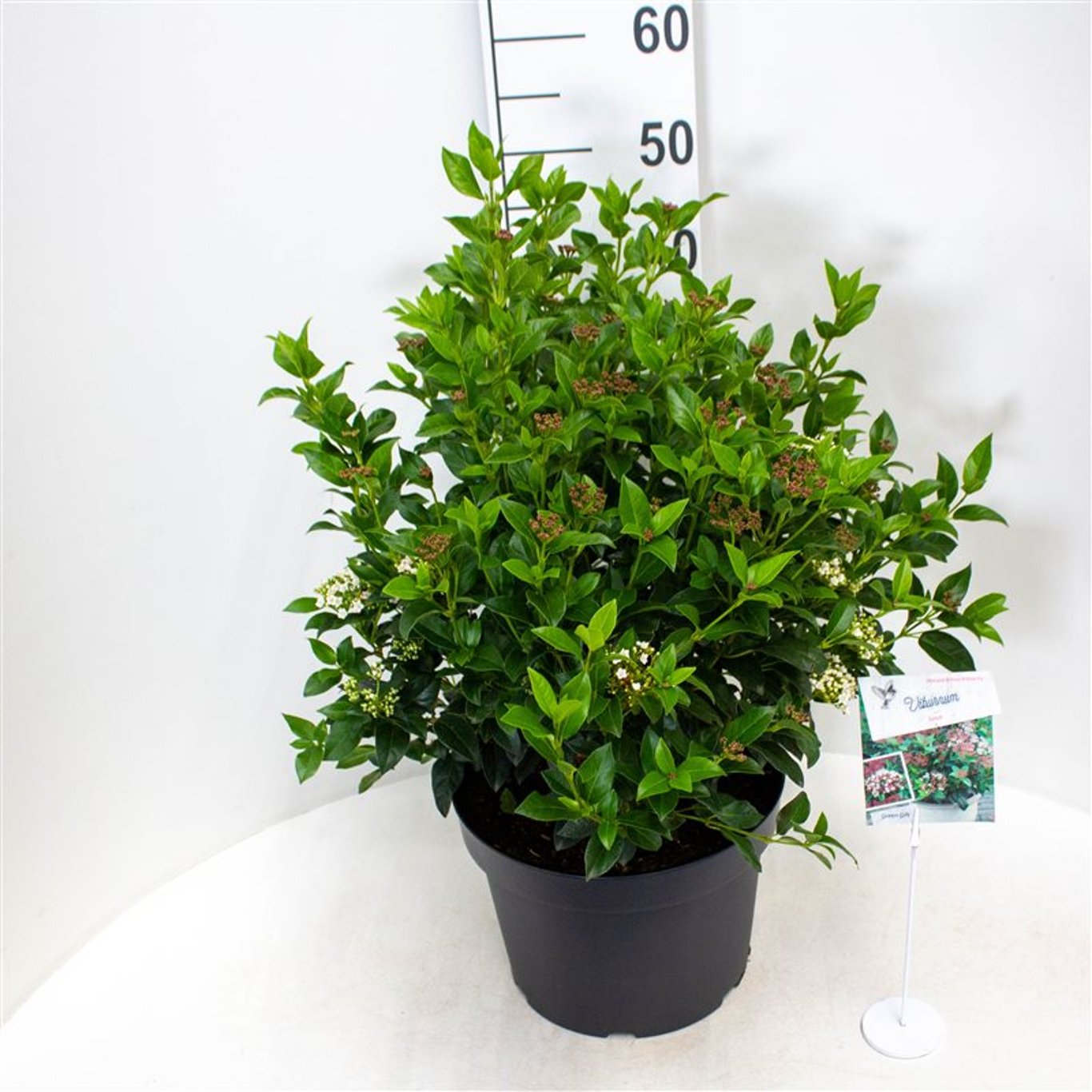 Viburnum tinus - C10 40-50 CM